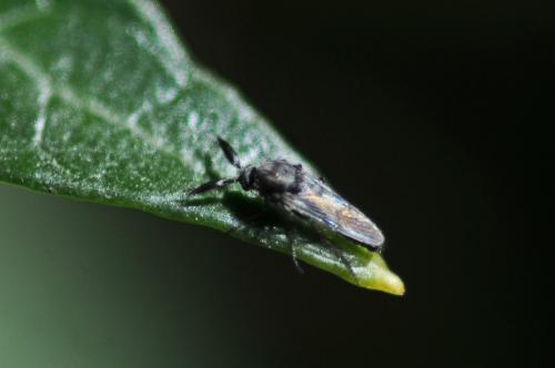 Réf. 252 345 : Dasyhelea sp.